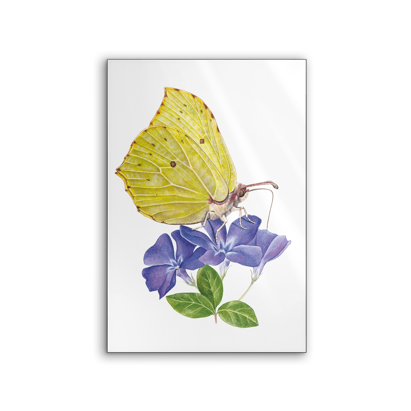 Lumaframe | NCD-SLU06-LU