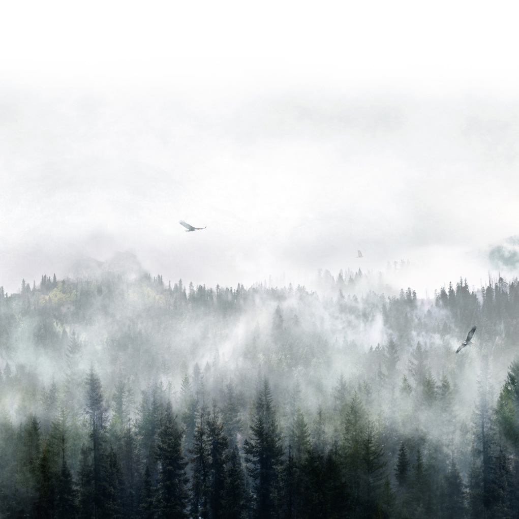 Eagles | Eagles Storm