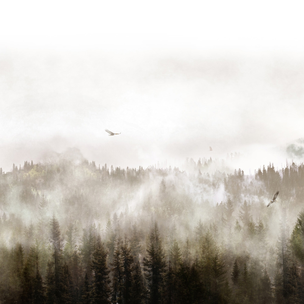 Eagles | Eagles Sunray