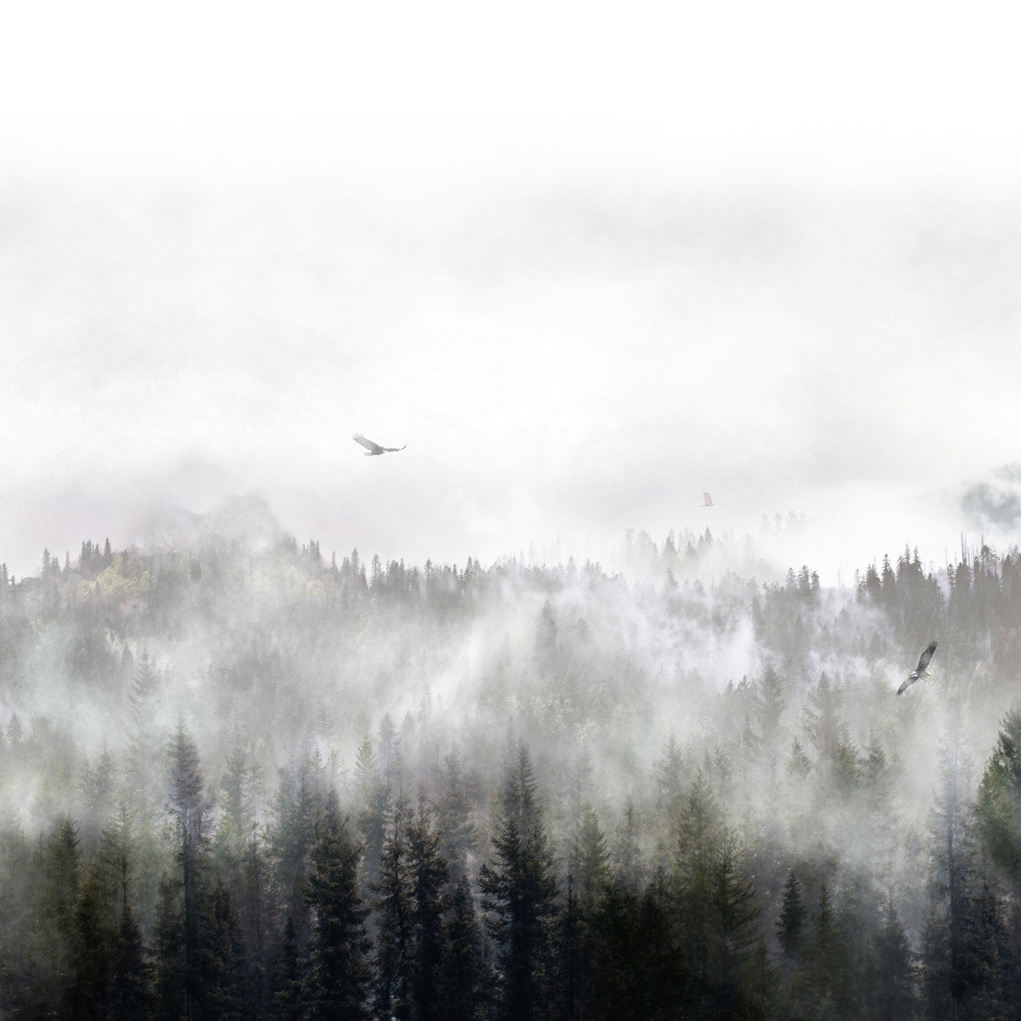 Eagles | Eagles Wings