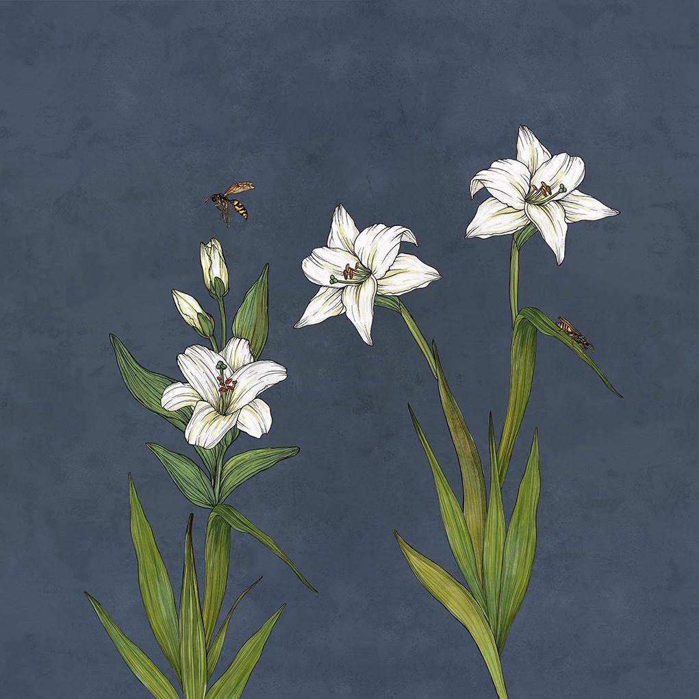 Produkt Lily | Flying Lily des Herstellers Ambientha anzeigen