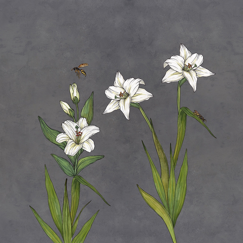 Lily | Lily Concrete