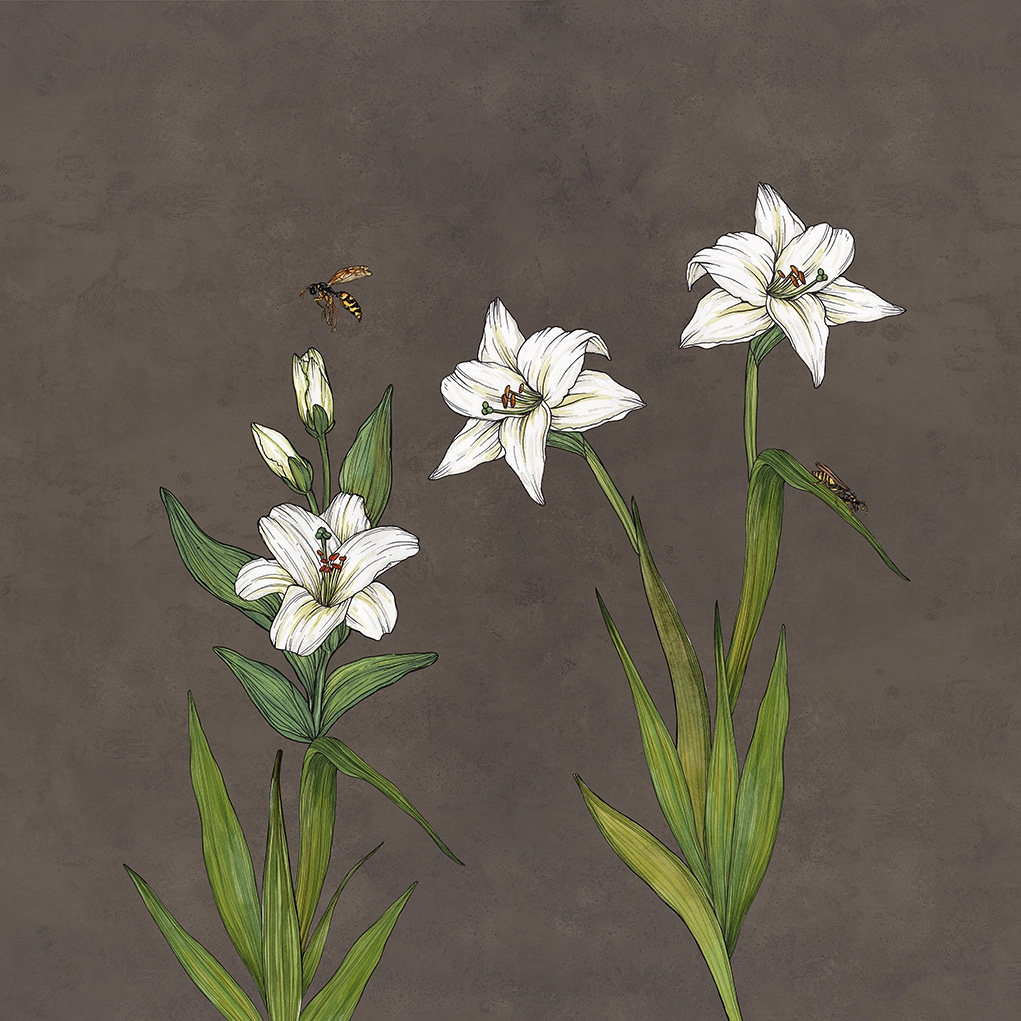 Lily | Lily Ground