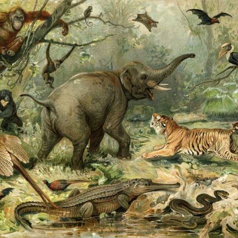 Mostra il prodotto Animal Kingdom - Original del produttore Feathr