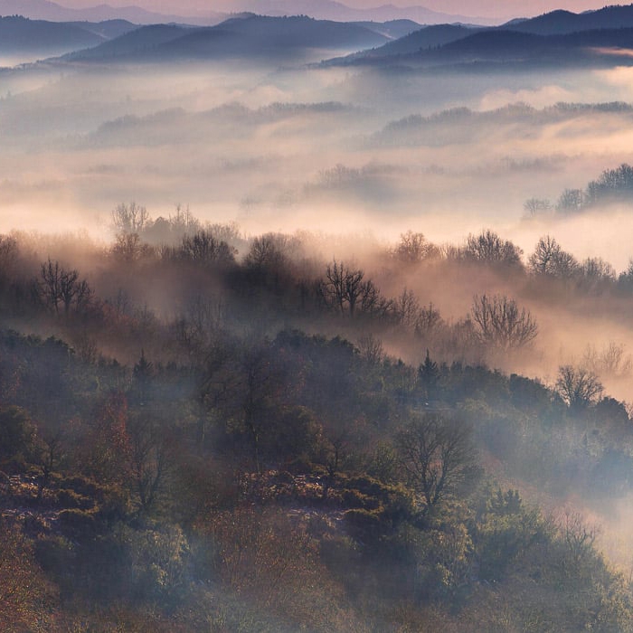 Mostra il prodotto Autumn Forest - Original del produttore Feathr