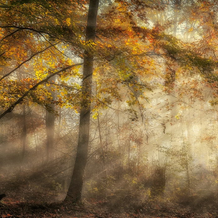 Mostra il prodotto Autumn Sun - Original del produttore Feathr
