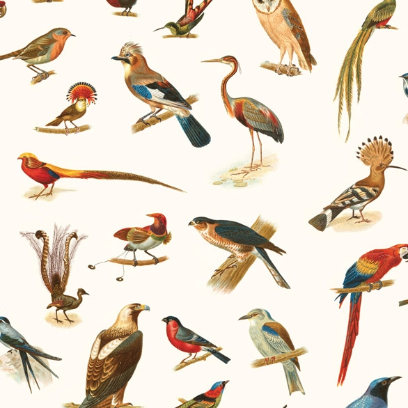 Display product Birds - Original from manufacturer Feathr
