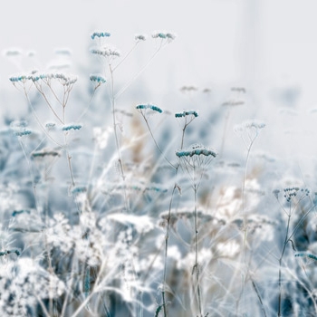 Mostra il prodotto Blue Grass - Original del produttore Feathr