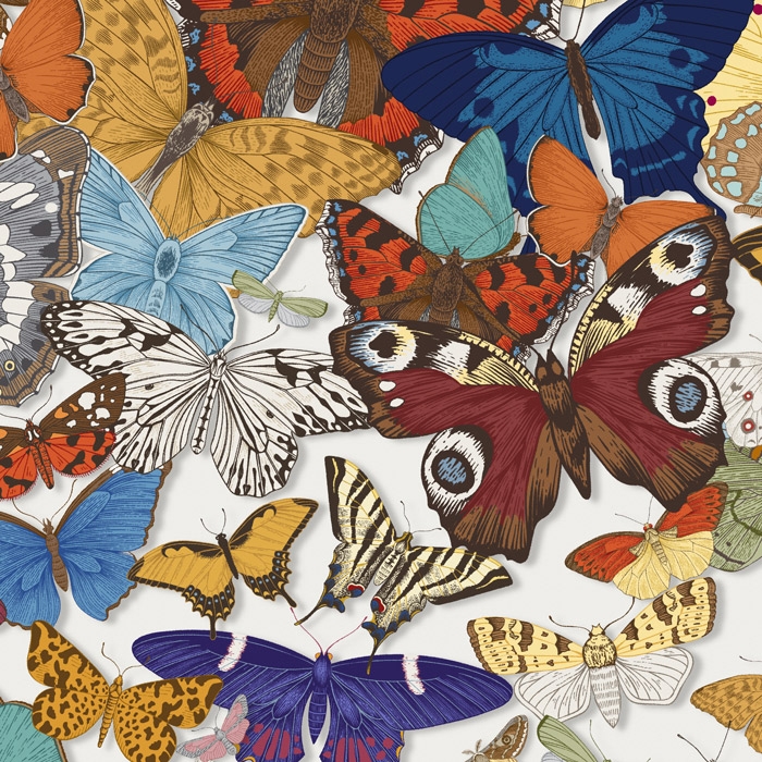 Mostra il prodotto Butterfly Grove - Day del produttore Feathr