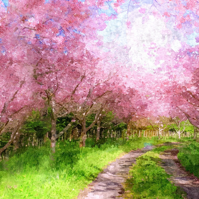 Mostrar el producto Cherry Blossom Lane - Original del fabricante Feathr