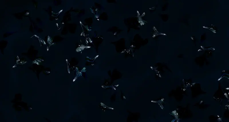 Feathr - Cocoon - Deep Ocean