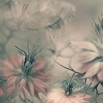 Mostra il prodotto Floral Abstraction - Original del produttore Feathr