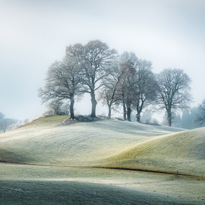 Display product Frosty Field - Original from manufacturer Feathr