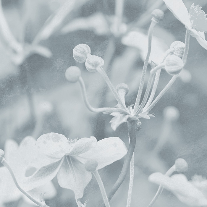 Japanese Anemone - Blue