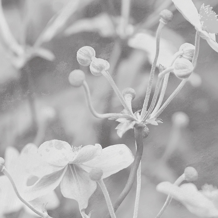 Japanese Anemone - Monochrome