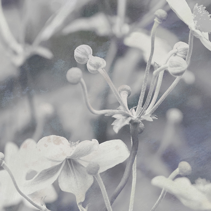 Mostra il prodotto Japanese Anemone - Original del produttore Feathr