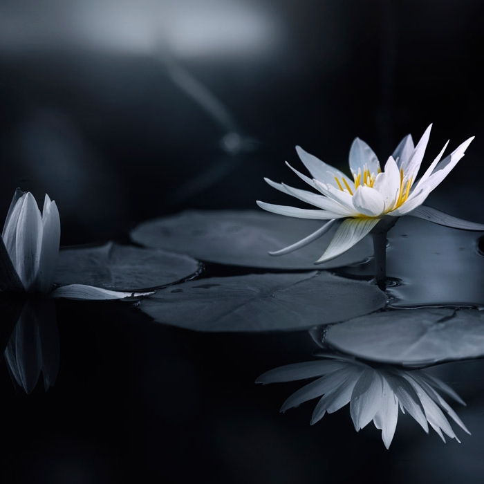 Display product Lily - Original from manufacturer Feathr