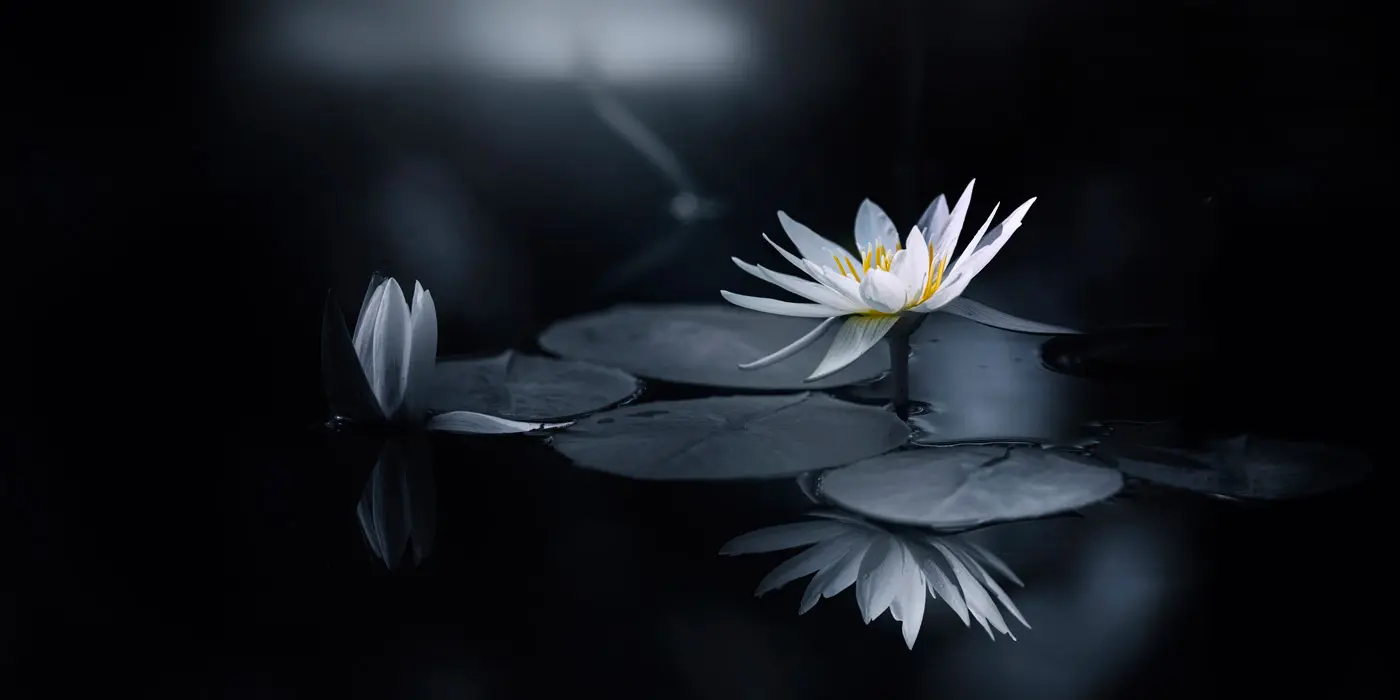 Feathr - Lily - Original