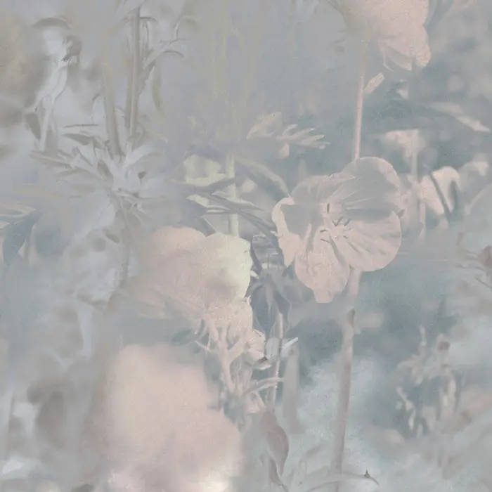 Feathr - Meadow Geranium - Original