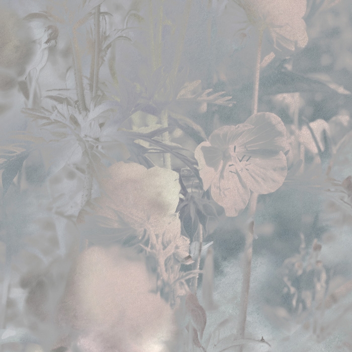Produkt Meadow Geranium - Original des Herstellers Feathr anzeigen