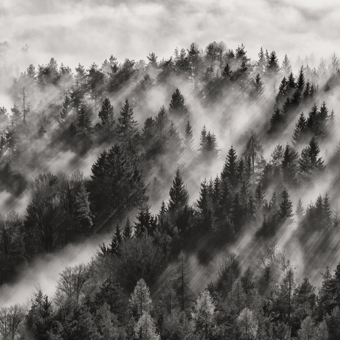 Mostra il prodotto Nordic Forest - Original del produttore Feathr