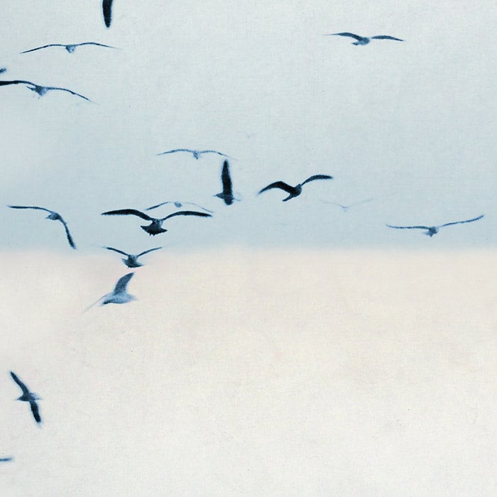 Mostra il prodotto Portuguese Seagulls 02 - Ice del produttore Feathr