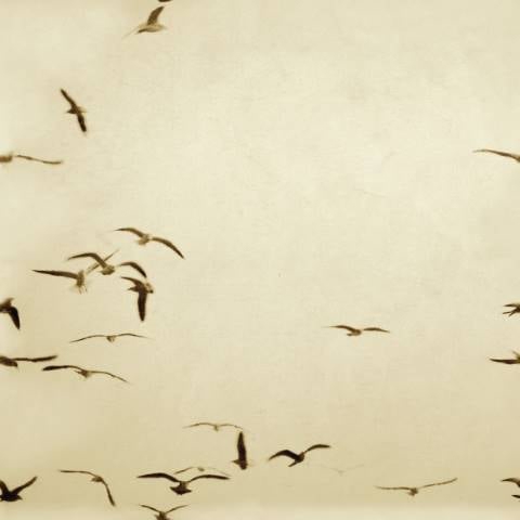Mostra il prodotto Portuguese Seagulls 02 - Sand del produttore Feathr