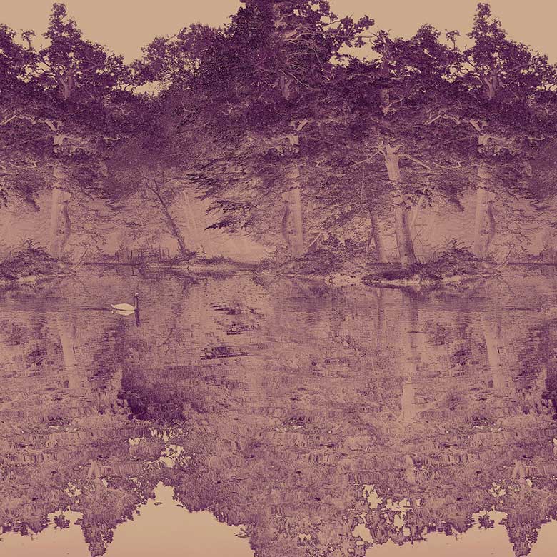 Swan - Lavender