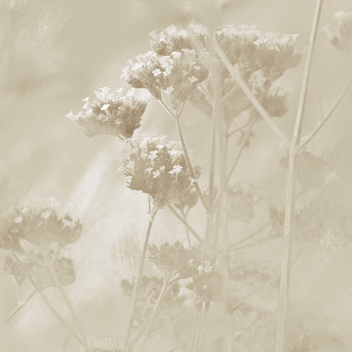 Verbena - Cream