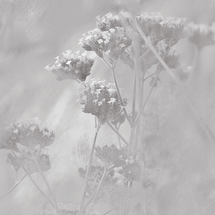 Verbena - Grey