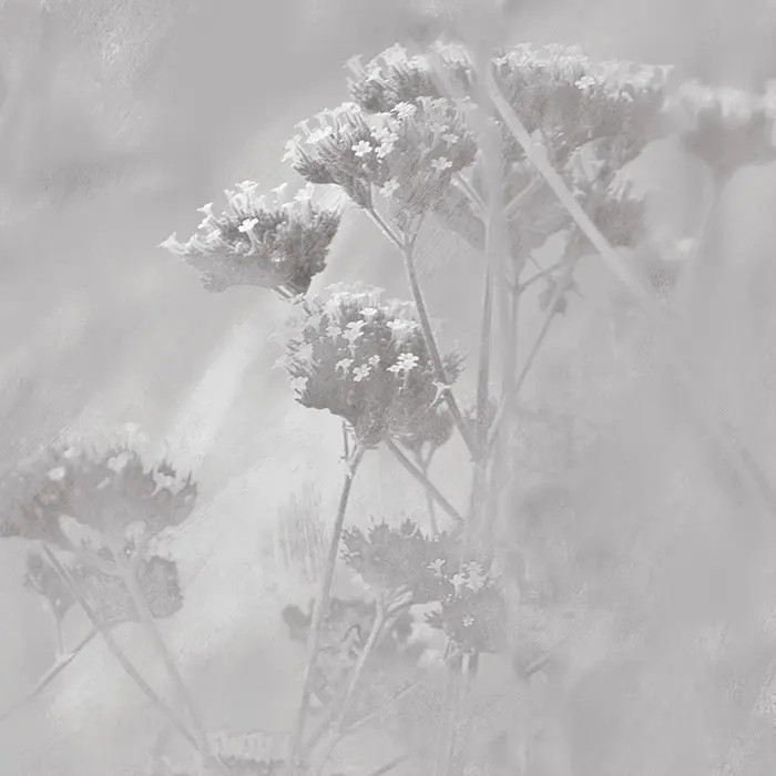 Feathr - Verbena - Grey