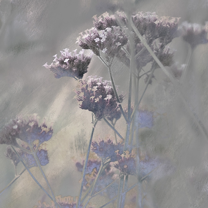 Verbena - Original