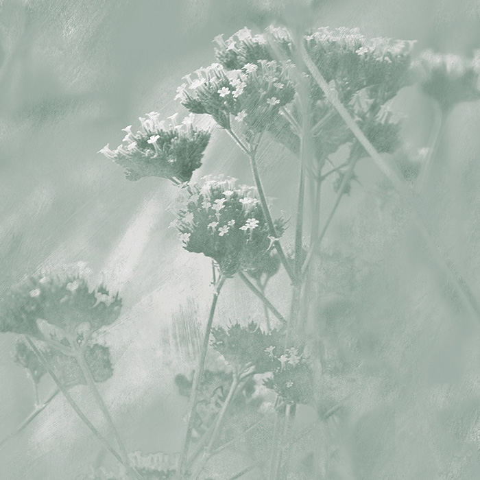 Verbena - Vert
