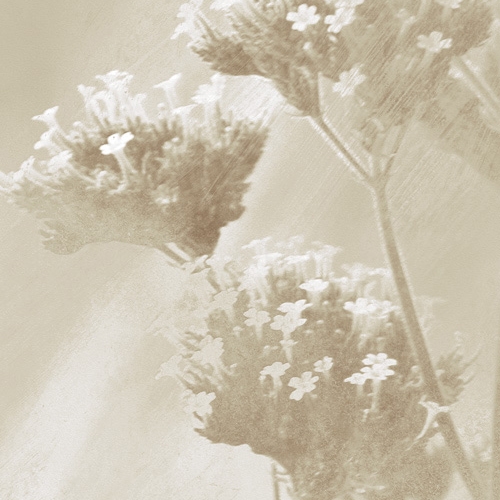 Verbena Fabric - Cream