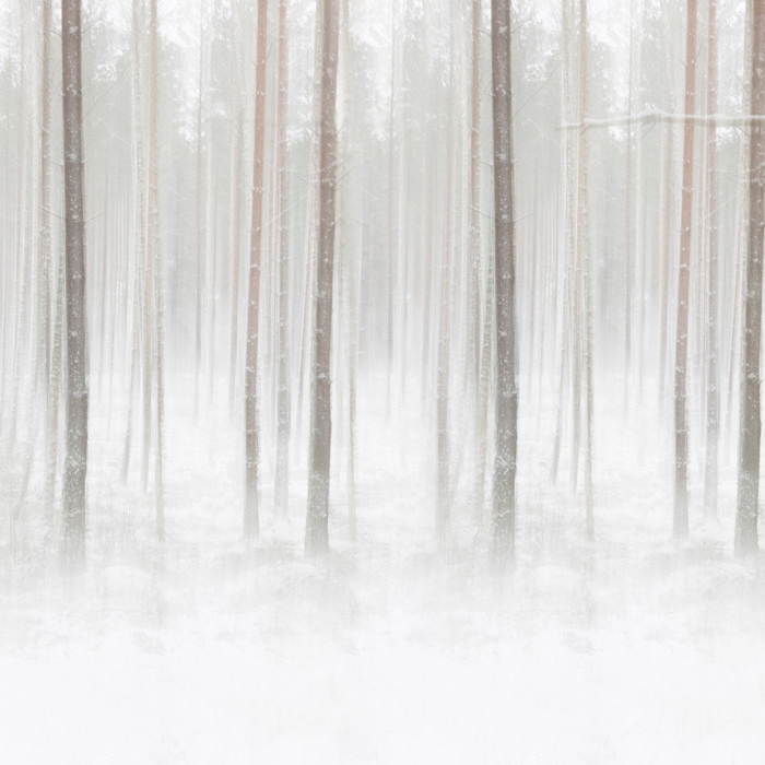 Produkt Winter Birch - Original des Herstellers Feathr anzeigen