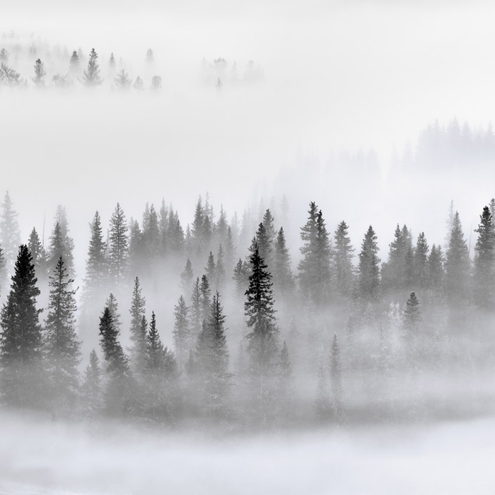 Produkt Winter Forest - Original des Herstellers Feathr anzeigen