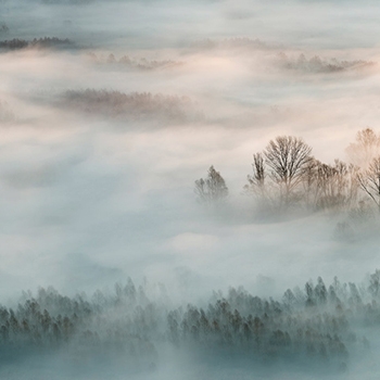 Produkt Woodland Mist - Original des Herstellers Feathr anzeigen