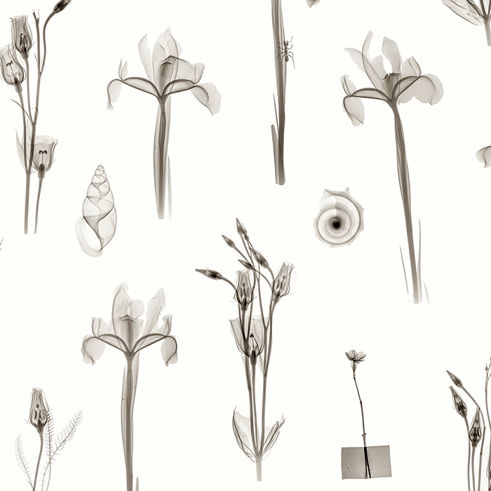 X-Ray Botanics 01 - Cream