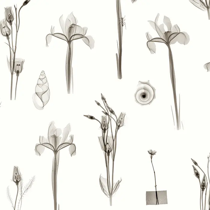 Feathr - X-Ray Botanics 01 - Cream