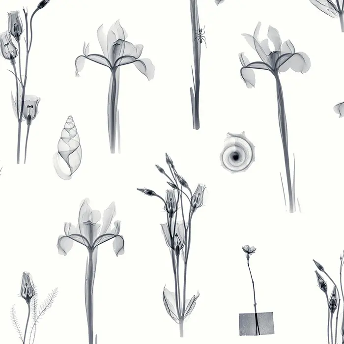 Feathr - X-Ray Botanics 01 - Grey