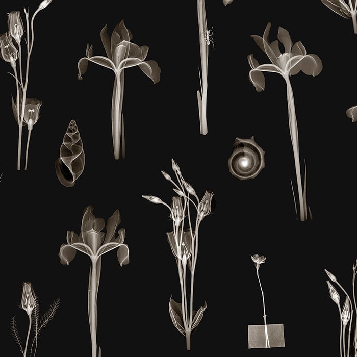 X-Ray Botanics 01 - Night
