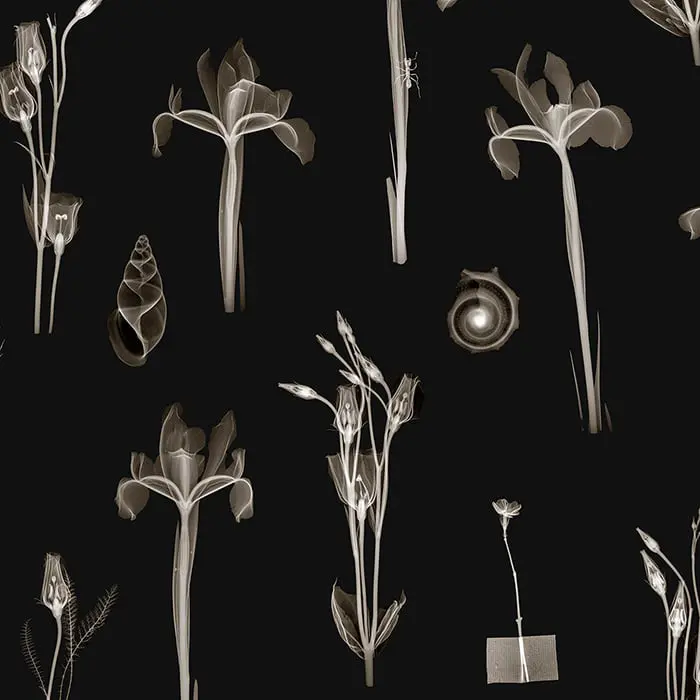 Feathr - X-Ray Botanics 01 - Night