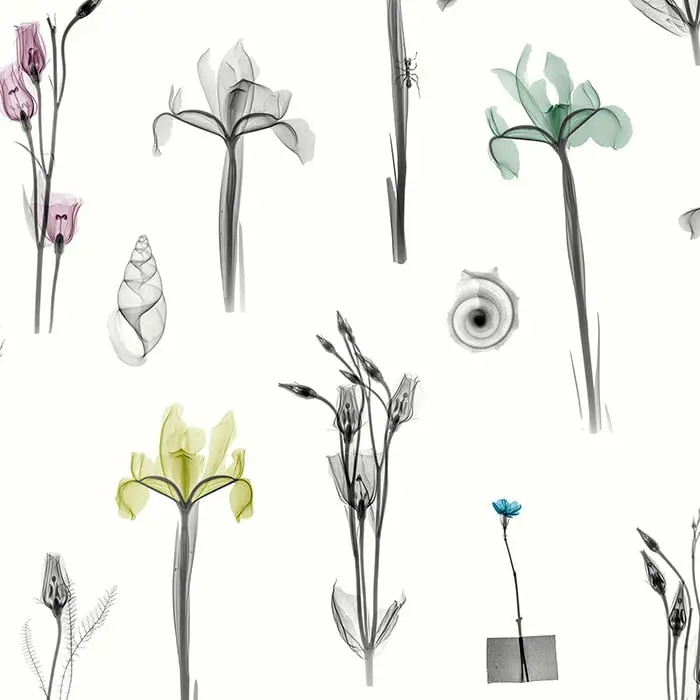 Feathr - X-Ray Botanics 01 - Spring