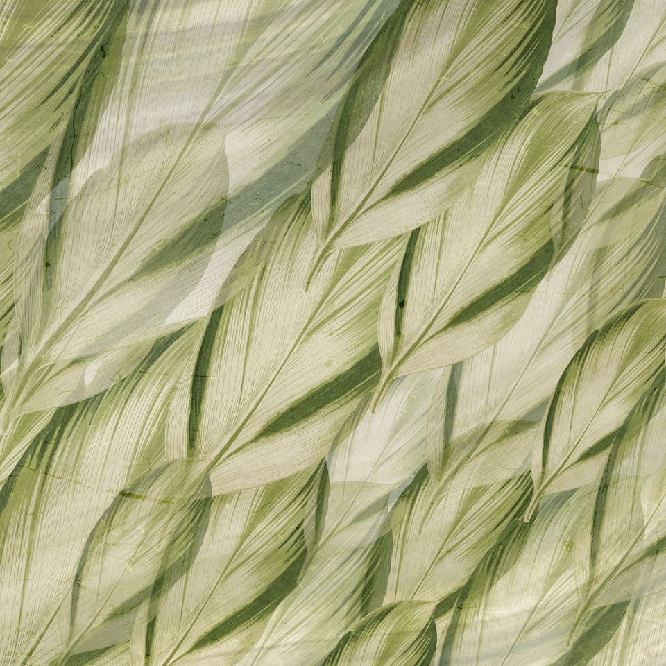 Afficher le produit Dracaena SM006-1 du fabricant RIMURA