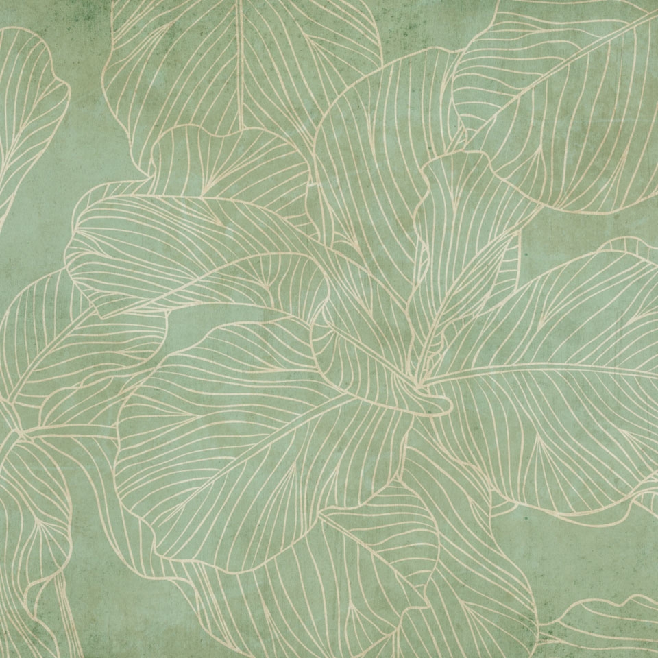 Ficus SM011-3