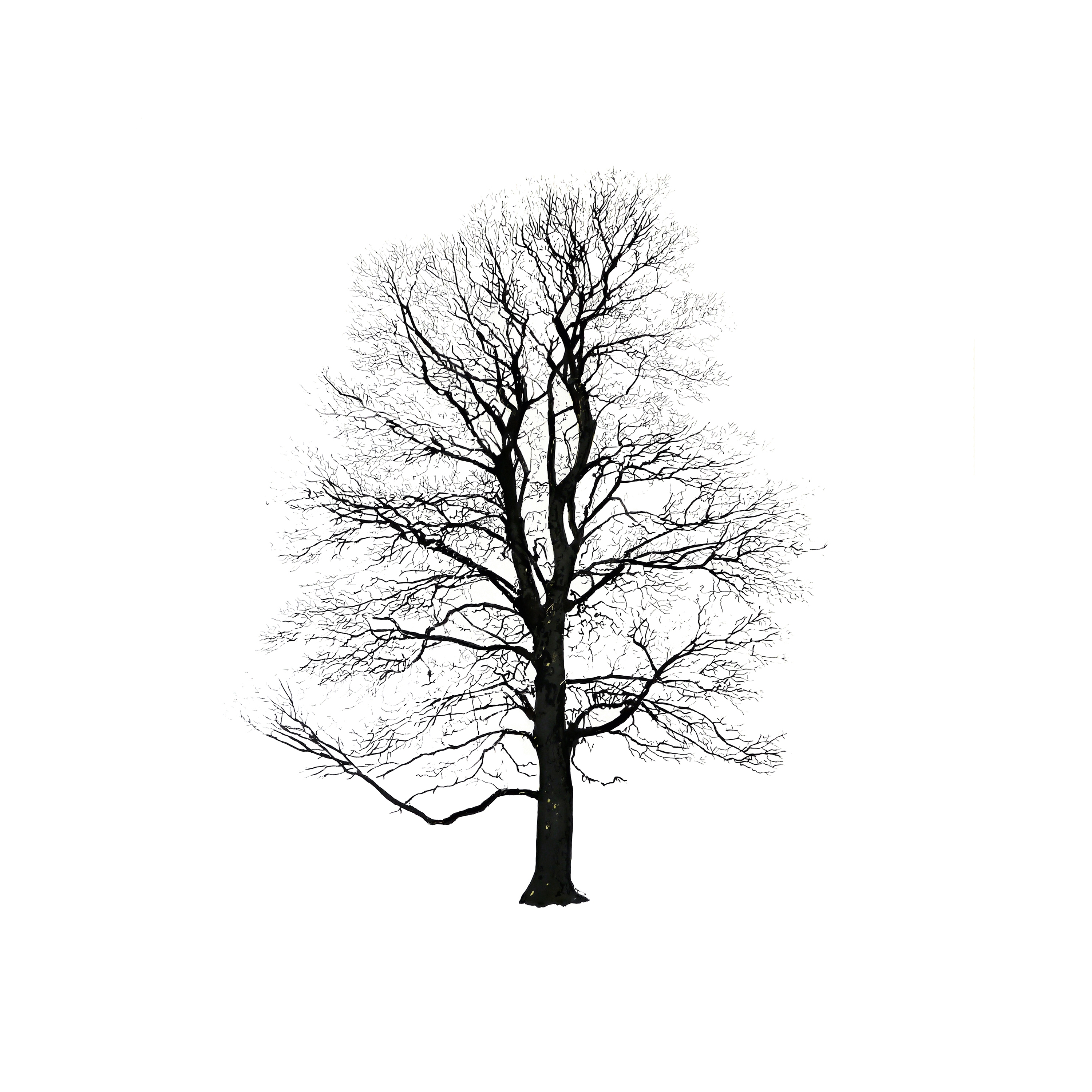 Mostra il prodotto Tree Winter del produttore Magis