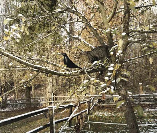 Vitra - Eames House Bird