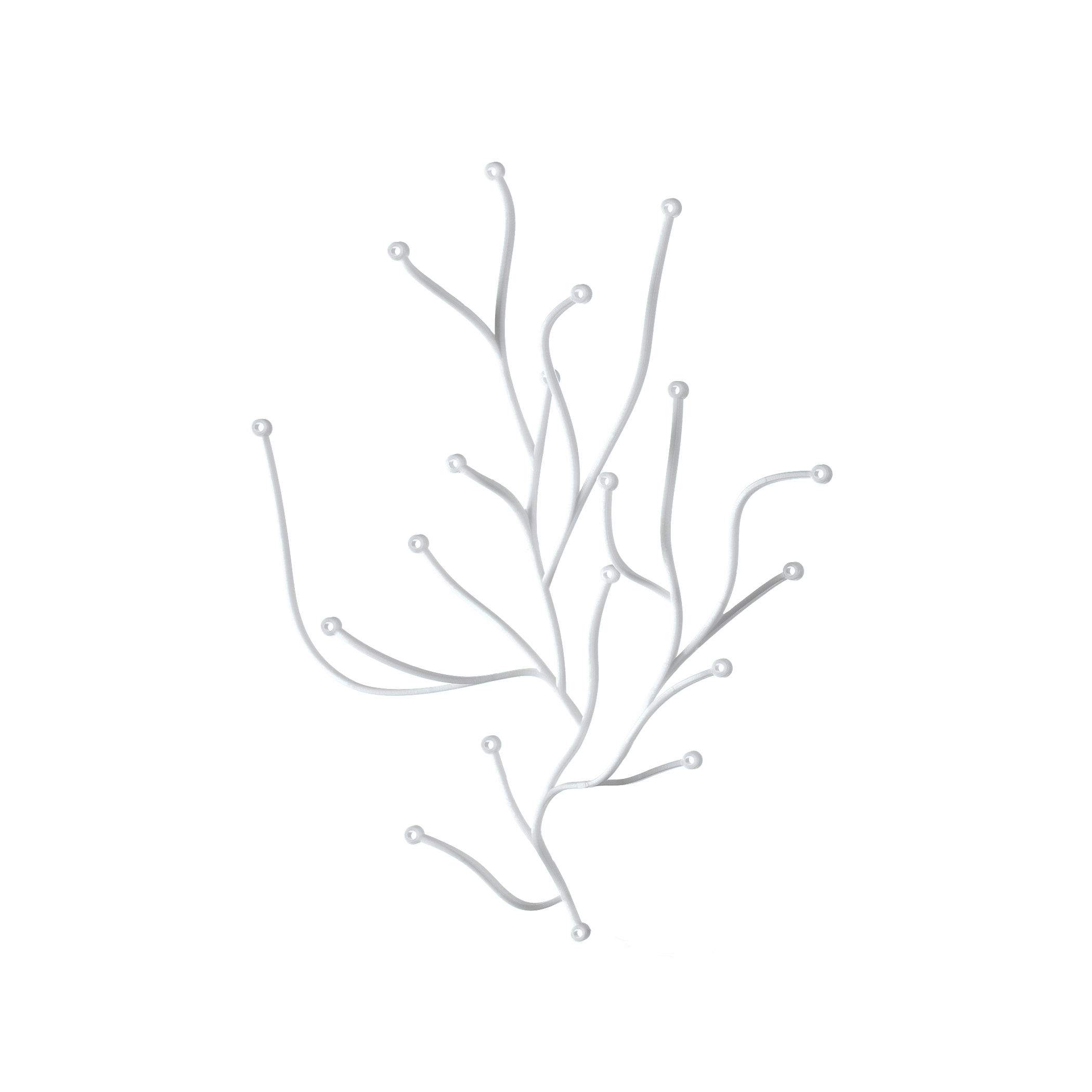 Algue