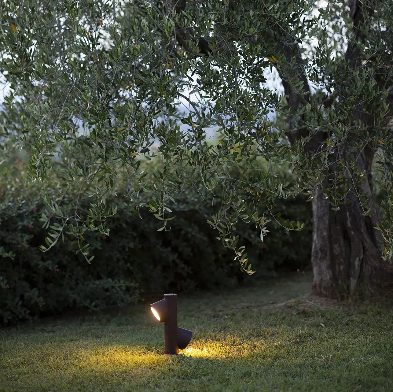 martinelli luce - Bruco