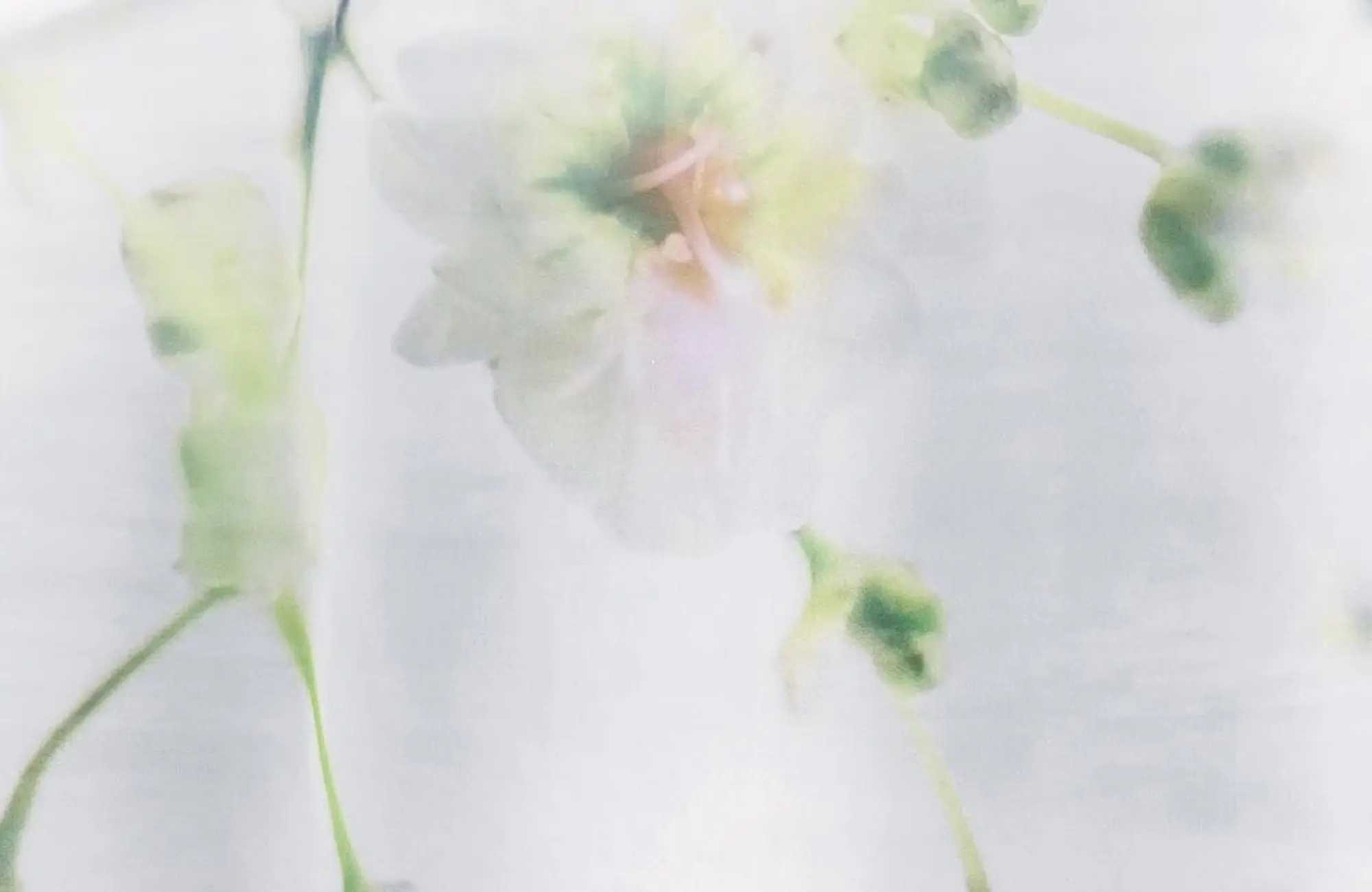 Création Baumann - SOPHILA - 31